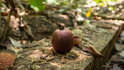 Aguaje or Buriti, an Amazonian fruit from the Mauritia flexuosa palm, sustainably harvested by Amazonian communities in Madre de Dios; a superfruit with skin-benefiting properties, used in cosmetics