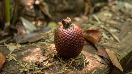 Aguaje or Buriti, an Amazonian fruit from the Mauritia flexuosa palm, sustainably harvested by Amazonian communities in Madre de Dios; a superfruit with skin-benefiting properties, used in cosmetics