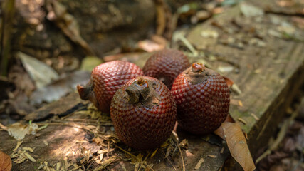 Aguaje or Buriti, an Amazonian fruit from the Mauritia flexuosa palm, sustainably harvested by Amazonian communities in Madre de Dios; a superfruit with skin-benefiting properties, used in cosmetics