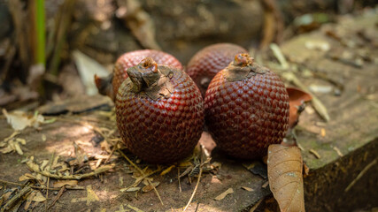 Aguaje or Buriti, an Amazonian fruit from the Mauritia flexuosa palm, sustainably harvested by Amazonian communities in Madre de Dios; a superfruit with skin-benefiting properties, used in cosmetics