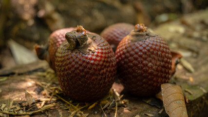 Aguaje or Buriti, an Amazonian fruit from the Mauritia flexuosa palm, sustainably harvested by Amazonian communities in Madre de Dios; a superfruit with skin-benefiting properties, used in cosmetics
