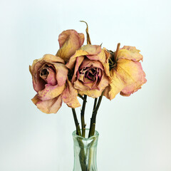 faded and dried roses pink and yellow