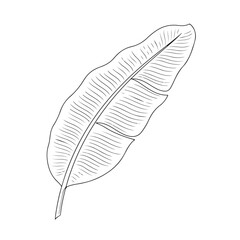 Banana Leaf Minimal Line Art