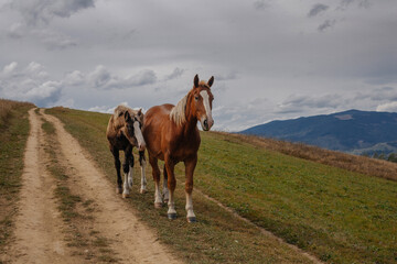 Obraz premium Beautiful horses grazing in Carpathian mountians in early autumn, Ukraine
