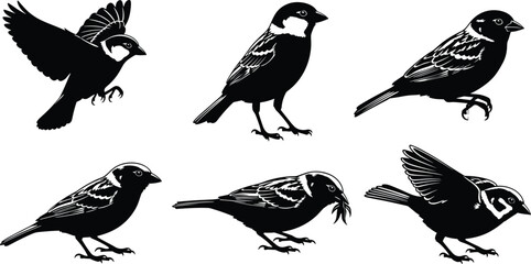 sparrow, bird, wildlife, animal, silhouette, icon, vector, illustration, black, white, flying, perched, walking, standing, feeding, posture, anatomy, feathers, forest, study, design, behavior