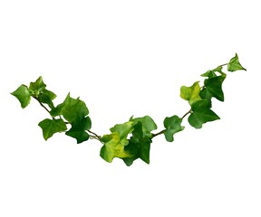 Vine plant, green leaves