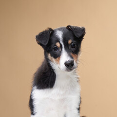 A young Border Collie puppy poses against a soft beige backdrop, looking slightly shy. The neutral tones complement the puppy's tricolor fur.