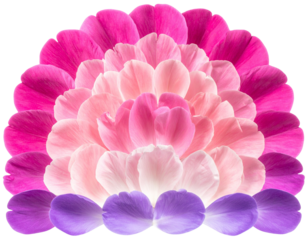 Curved Floral Spectrum of Peony Petals in Rainbow Tones PNG Cutout