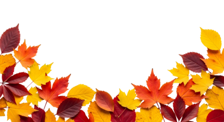 Vibrant autumn leaves creating a festive border on a clean white background, perfect for seasonal design
