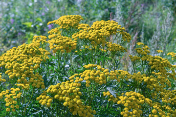 Yellow wildflowers in a field