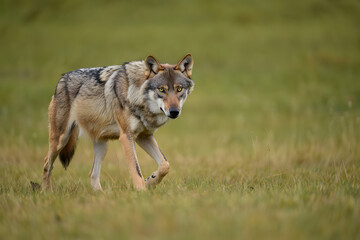 Fototapeta premium photograph of an Apennine wolf standing alert on a natural grassland in soft daylight