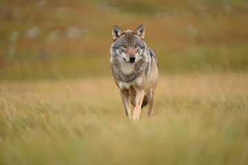 Fototapeta premium photograph of an Apennine wolf standing alert on a natural grassland in soft daylight