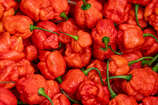 Vue de piments frais aux couleurs vives, mettant en valeur leurs formes et textures dans un contexte culinaire ou naturel.