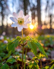Delicate white flower in a sunlit forest clearing
