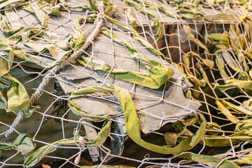 Close-up photograph of a dense, light green leaf layer on a flat surface, with shallow depth of...