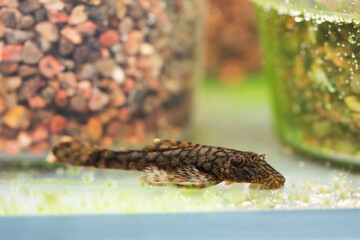 Catfish Ancistrus Madre De Dios. Aquarium fish brown body, spotted pattern. Shallow depth field.