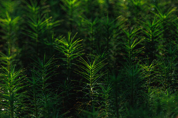 Green moss background in a sunlight