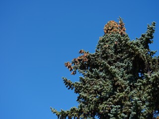 Top of spruce tree with cones against a blue sky.