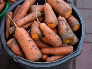 Black bucket full of organic fresh carrots. Close-up