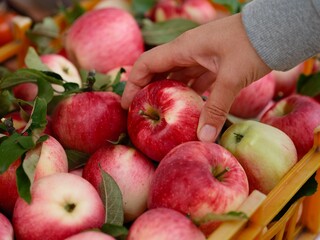 Close-up shot of a woman hand taking apple from heap of freshly harvested organic apples.