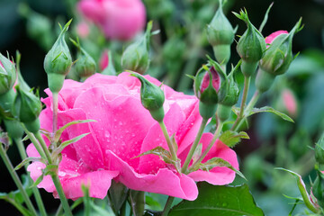 Unblown green buds, large pink rose flower background, close-up. 