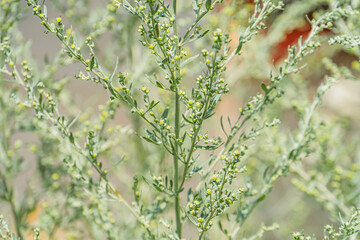 Close-up of yellow flowering plants on a meadow, shot from below, with muted background Macro photography style. a
