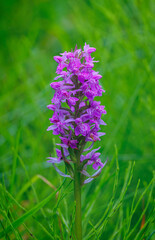 A Vibrant Purple Orchid is Blooming Beautifully in the Lush Green Grass of Natures Paradise