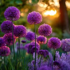 Obraz premium Purple Allium Flowers at Sunset