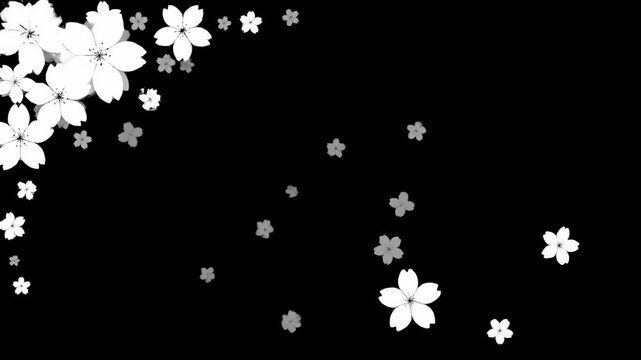 Minimalist black and white cherry blossom floral pattern on black background