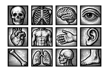 Obraz premium Vintage human anatomy engraving collection: detailed organs and body parts