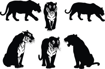 Tiger silhouette vector set, wild animal poses, walking tiger, sitting tiger, roaring tiger, black outline, powerful jungle predator illustration