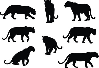 Black silhouette set of cheetah poses, walking cheetah, sitting cheetah, standing cheetah, crouching cheetah, wild jungle predator vector illustration