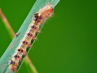 Close-Up of a Caterpillar (Lepidoptera) on a Leaf: Clear Side View
