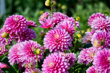 pink dahlia Gallery Rembrandt