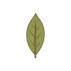 Bay leaf illustration in natural colors isolated on a white background