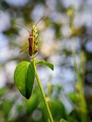 Coreidae Insect Posing on a Flowering Plant: An Illustration of Insect Life