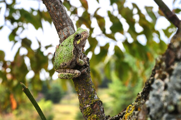 Gray Treefrog, green frog in a tree in autumn fall season