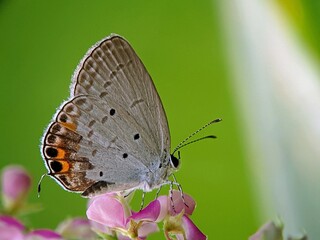 Detailed Photo of Zizula hylax Butterfly in the Wild with Beautiful Wings and Clear Texture
