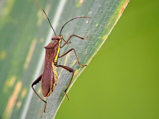 Leptoglossus gonagra Insect on Green Leaf with Clear Macro Detail