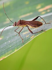 Macro of Leptoglossus gonagra Insect with Long Antennae in the Wild