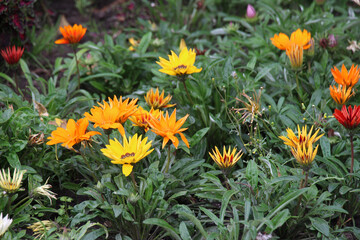 Gazania is blooming in the flower garden