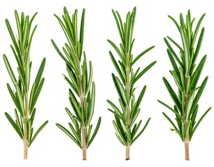 Fresh rosemary sprigs