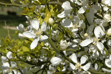 Fototapeta premium Gros plan de fleurs de Poncirus trifoliata
