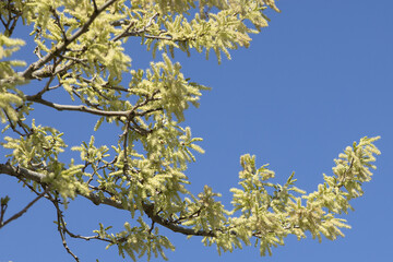 Morus alba en fleurs au printemps