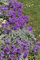 Fototapeta premium Matthiola violette
