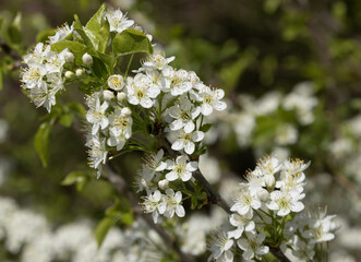 Fleurs de Prunus mahaleb
