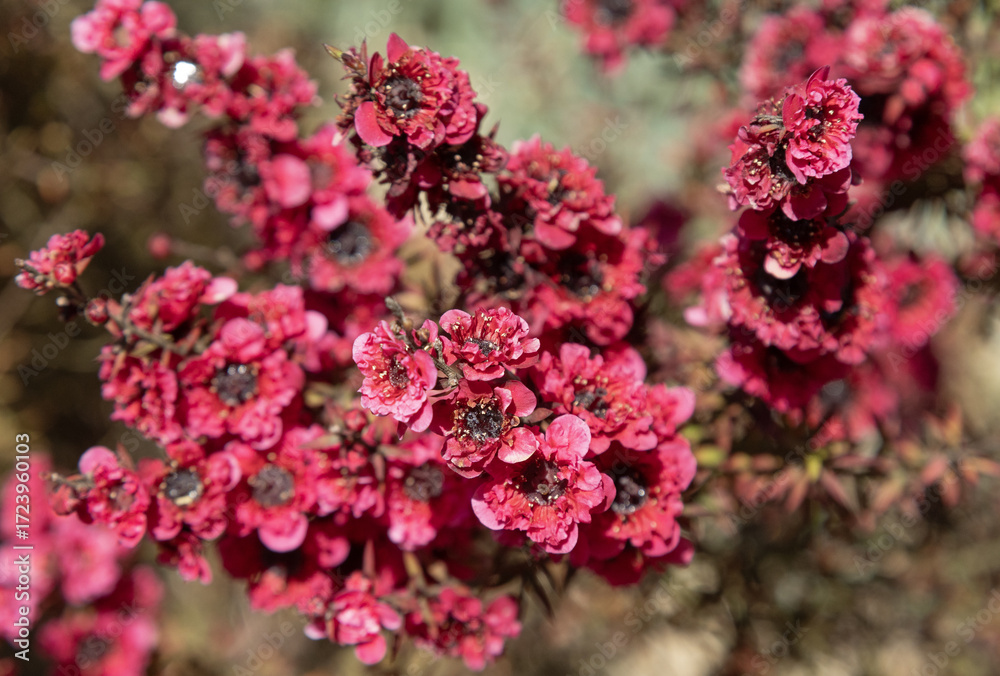 Wall mural leptospermum scoparium red damask