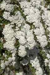 Spiraea vanhouttei en fleurs
