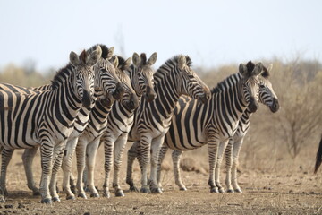 Naklejka premium Plains zebras grouped in Kruger National Park South Africa.