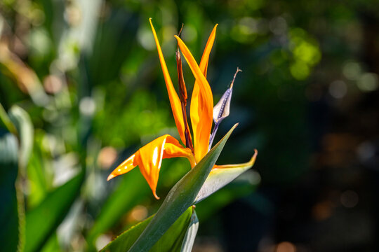 Strelitzia reginae, commonly known as the crane flower, bird of paradise, or isigude in Nguni, is a species of flowering plant native to the Cape Provinces and KwaZulu-Natal in South Africa